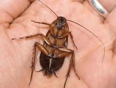 Η «θεωρία της κατσαρίδας» και πώς θα σας αλλάξει τη ζωή